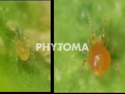 Tetranychus urticae